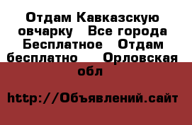 Отдам Кавказскую овчарку - Все города Бесплатное » Отдам бесплатно   . Орловская обл.